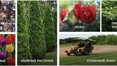 Photo of Трафик по осени считают. Как продвигать сезонные товары, чтобы помочь продажам